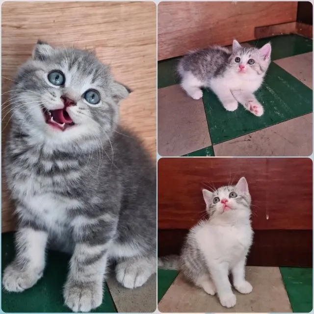 4 หนุ่ม สกอตติช