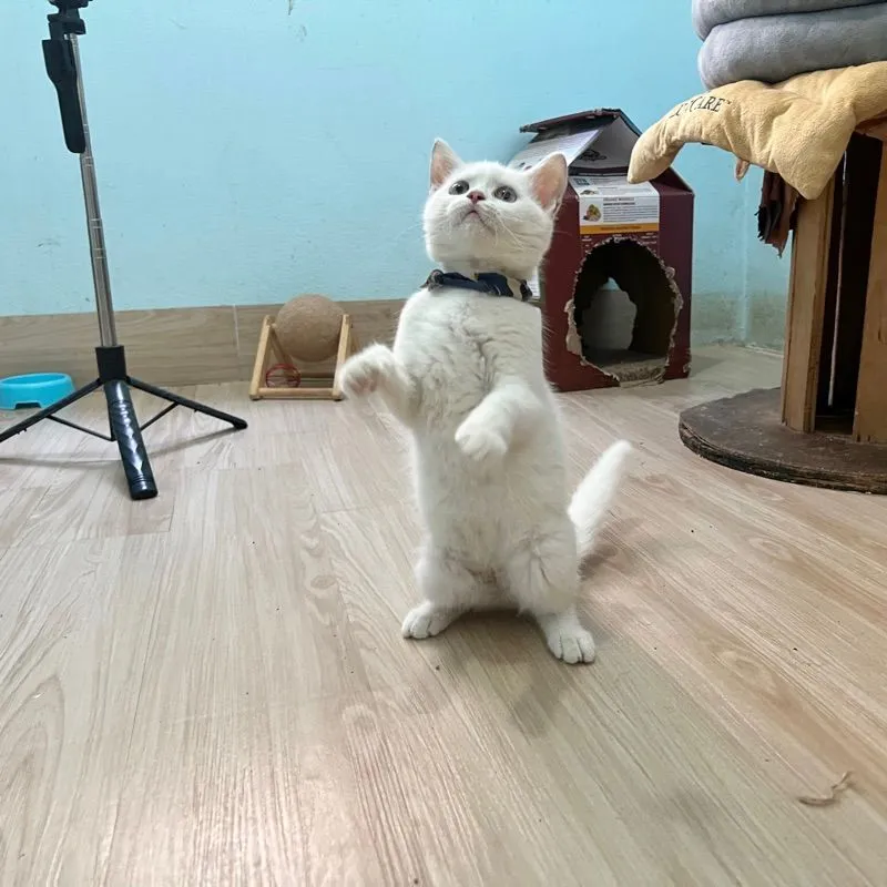 สก็อตติสโฟล