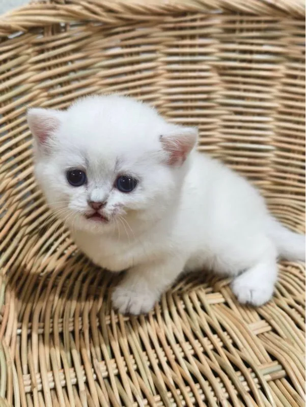 ลูกแมวบริติช