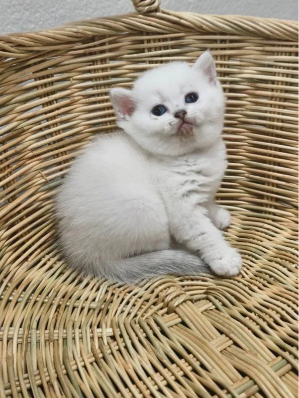ลูกแมวบริติช
