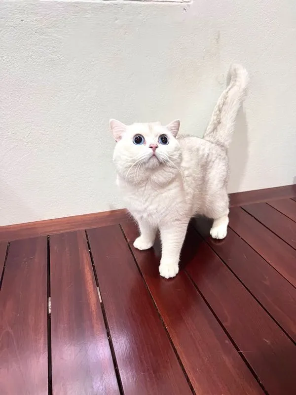 ลูกแมวบริติช