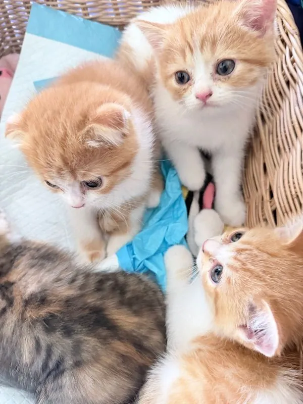 ลูกแมวสก๊อตติช ช3 ญ1 ขี้อ้อน น่ารัก