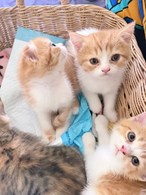 ลูกแมวสก๊อตติช ช3 ญ1 ขี้อ้อน น่ารัก