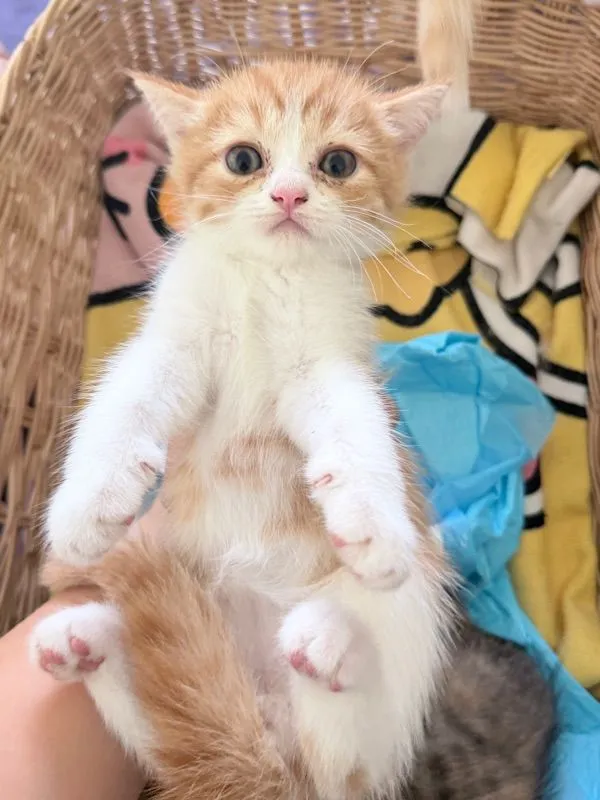 ลูกแมวสก๊อตติช ช3 ญ1 ขี้อ้อน น่ารัก