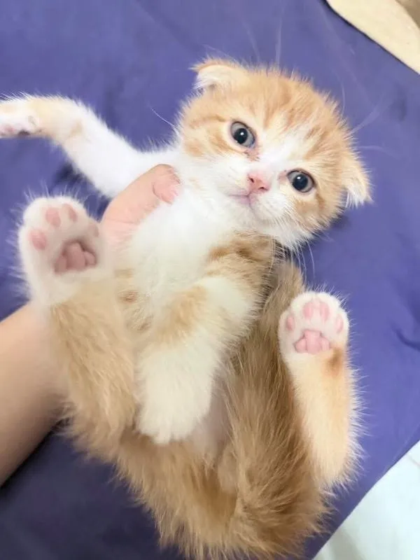 ลูกแมวสก๊อตติช ช3 ญ1 ขี้อ้อน น่ารัก