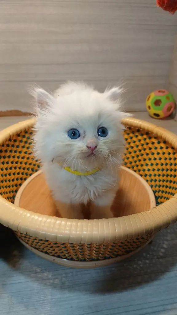 แมวเปอร์เซีย สีขาวตาฟ้า เพศผู้ ก่อนย้ายตรวจหัดแมวฟรีรับประกันเอดส์แมวกับรูคีเมียคะ