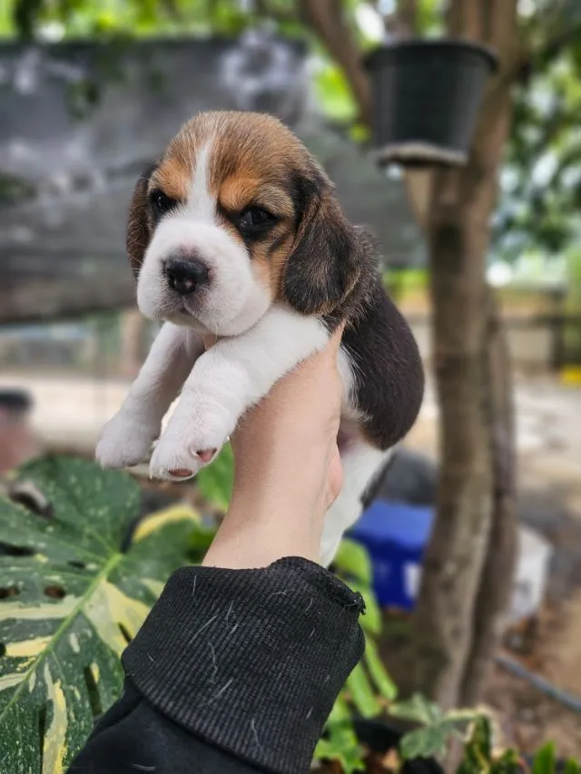 ลูกสุนัขบีเกิ้ลเพศเมีย สายเลือดดี