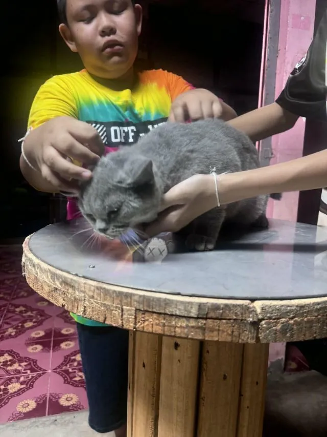หาบ้านให้น้องแมวไหมครับ