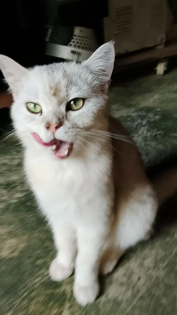 หาบ้านให้น้องแมวไหมครับ