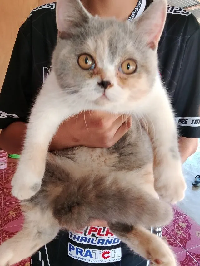หาบ้านให้น้องแมวไหมครับ