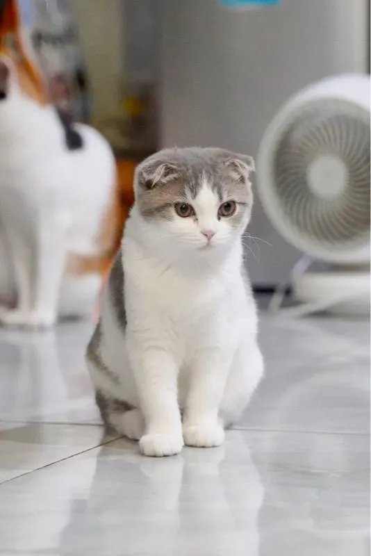 สก็อตติชโฟลด์