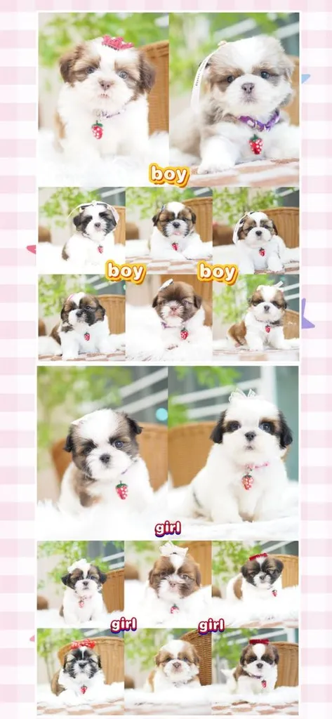 ชิสุห์แท้