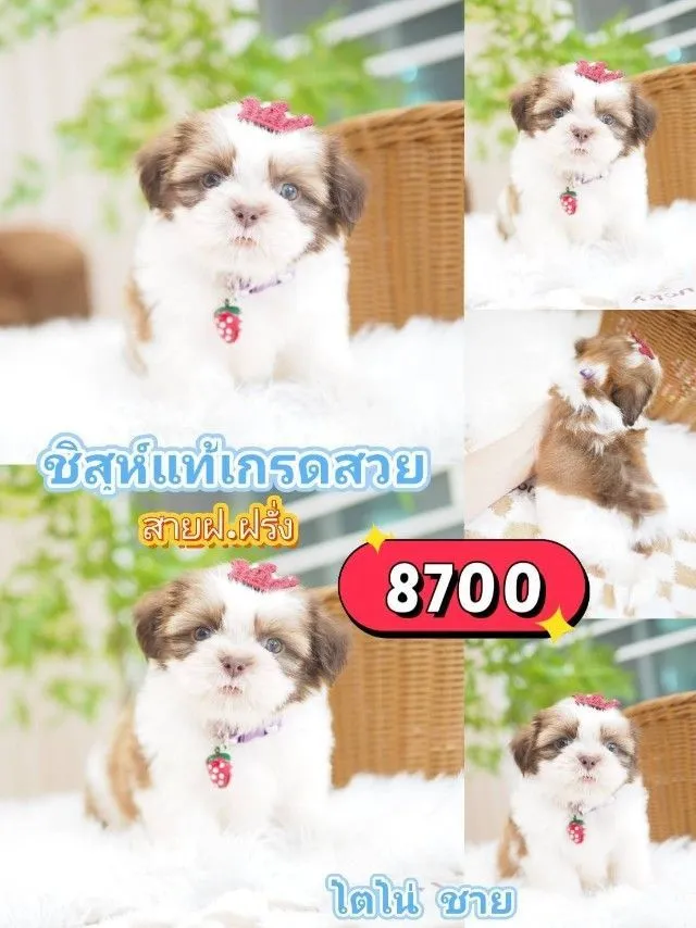 ชิสุห์แท้
