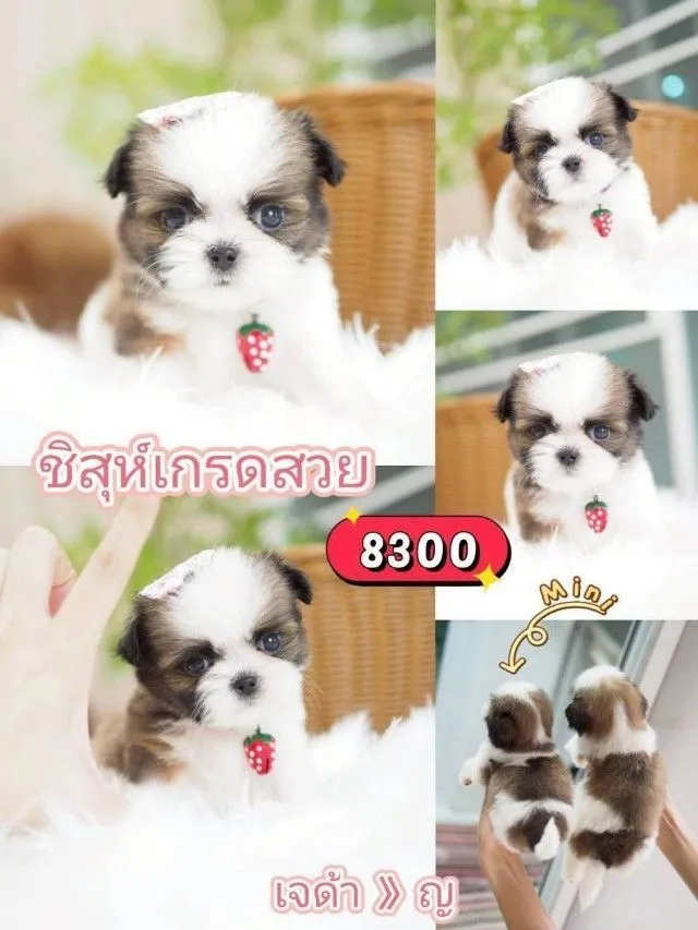ชิสุห์แท้
