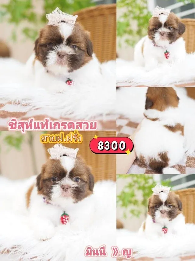 ชิสุห์แท้