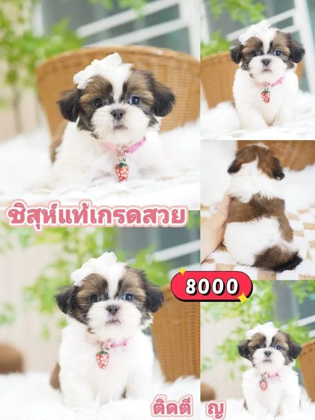 ชิสุห์แท้