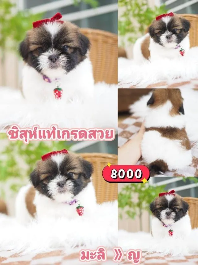 ชิสุห์แท้