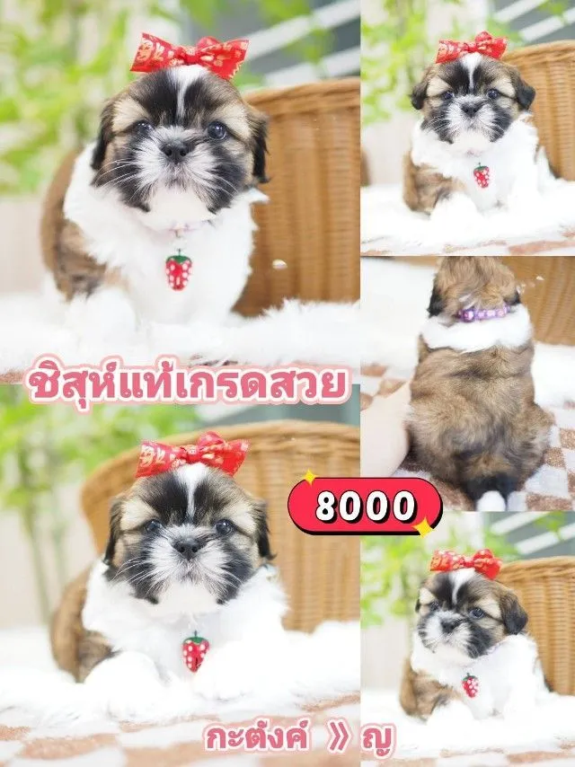 ชิสุห์แท้