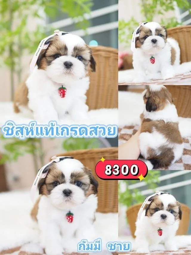 ชิสุห์แท้