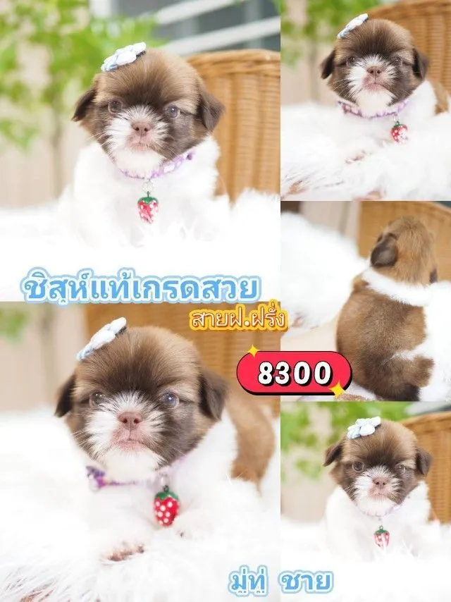 ชิสุห์แท้