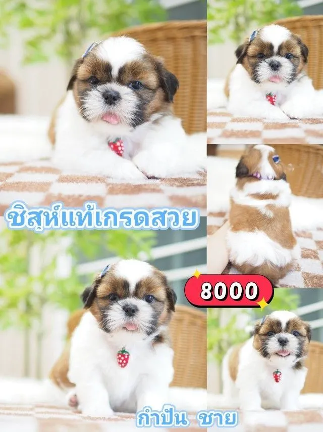 ชิสุห์แท้