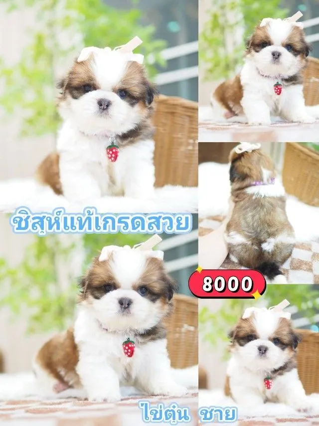 ชิสุห์แท้