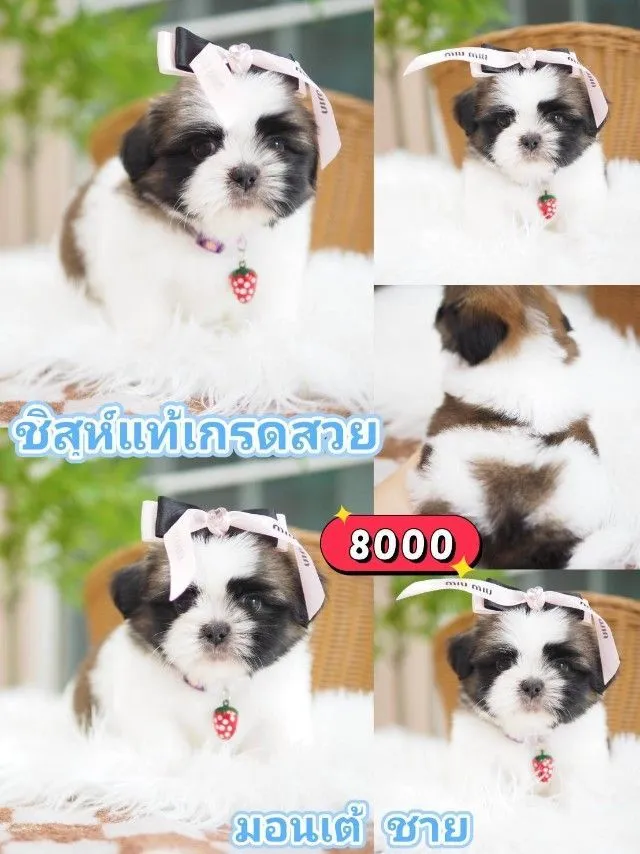 ชิสุห์แท้
