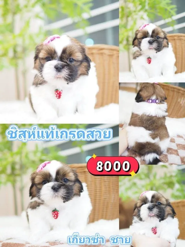 ชิสุห์แท้