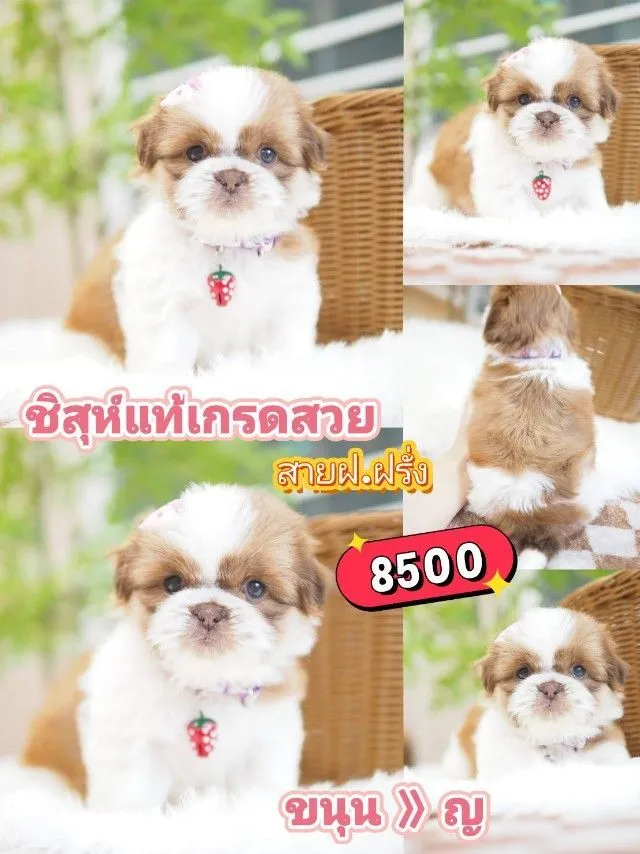 ชิสุห์แท้