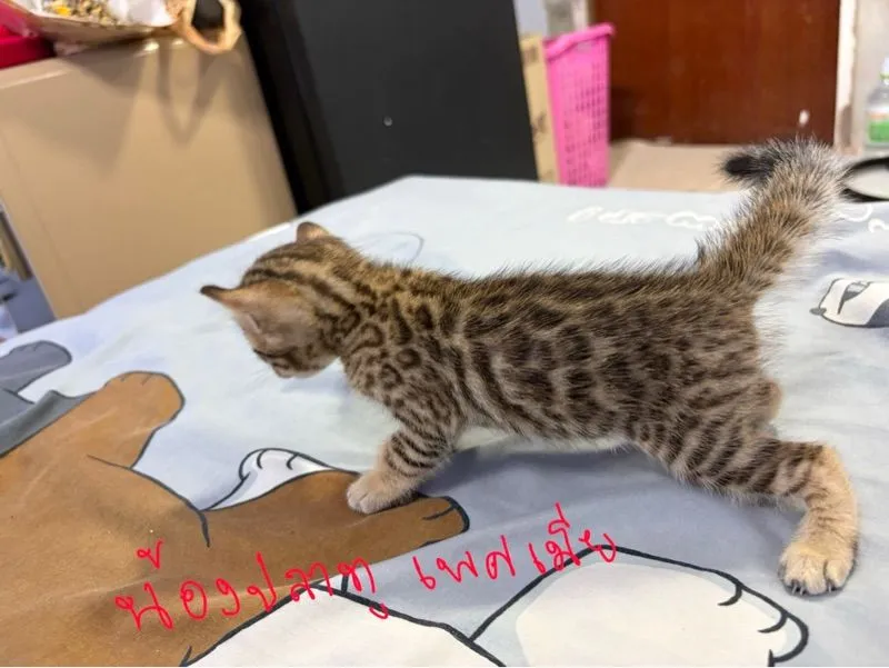 ลูกแมวเบงกอลแท้
