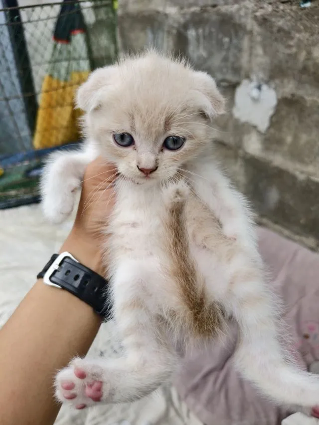 สก๊อตติส3หน่อน่ารักๆเลยงับ