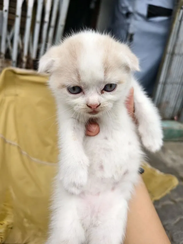 สก๊อตติส3หน่อน่ารักๆเลยงับ
