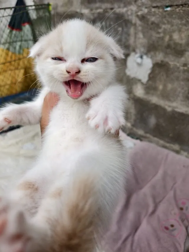 สก๊อตติส3หน่อน่ารักๆเลยงับ
