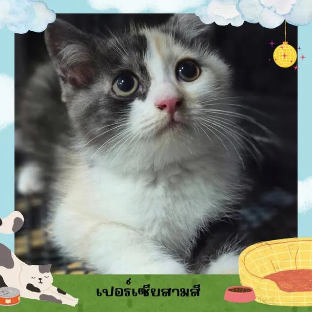 สัตว์เลี้ยง(น้องแมว)