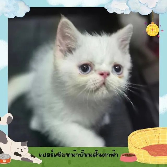 สัตว์เลี้ยง(น้องแมว)