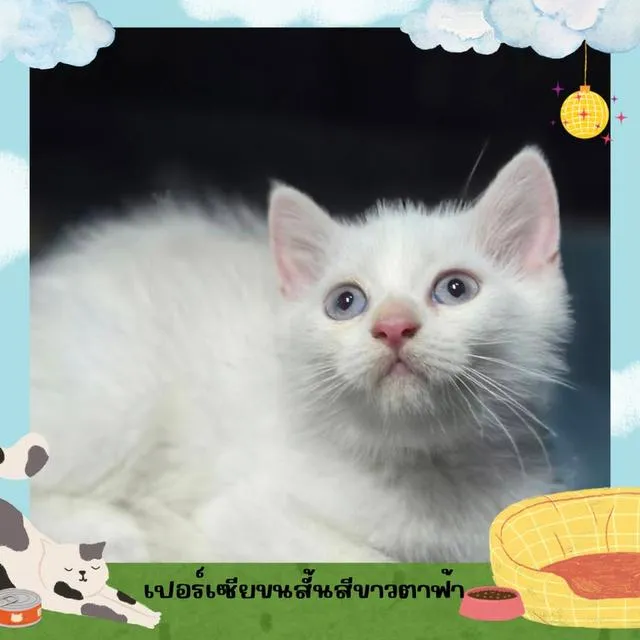 สัตว์เลี้ยง(น้องแมว)