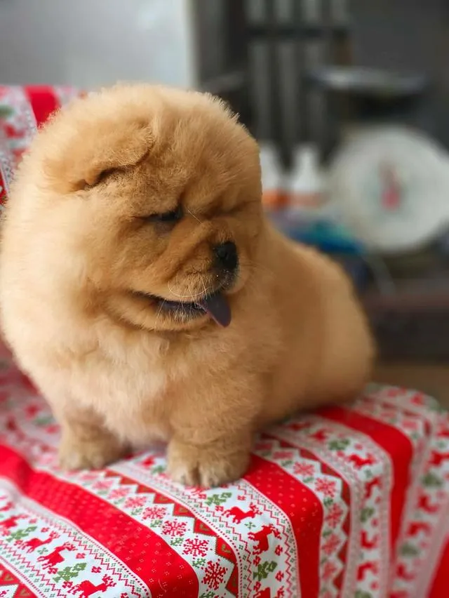 ลูกสุนัข พ่อน้องนำเข้าจากจีนคับ 🐶🇨🇳