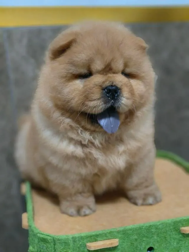ลูกสุนัข พ่อน้องนำเข้าจากจีนคับ 🐶🇨🇳