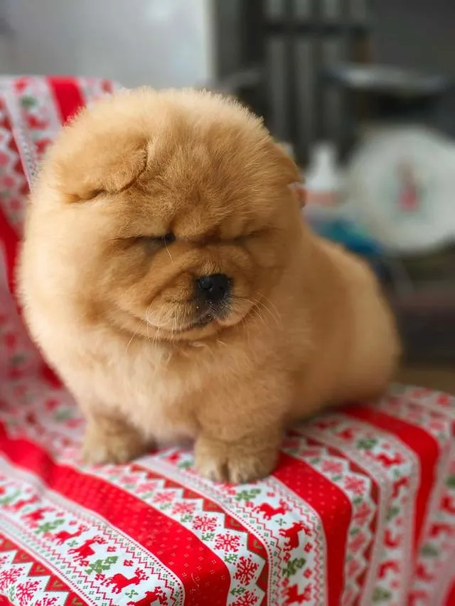 ลูกสุนัข พ่อน้องนำเข้าจากจีนคับ 🐶🇨🇳