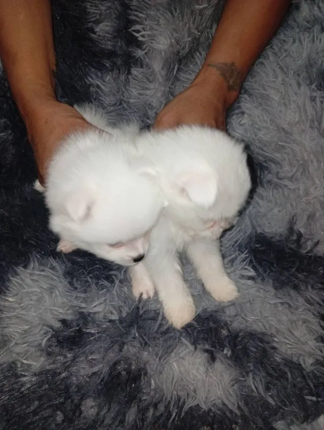 ลูกหมาปอมเมอเรเนียนเพศผู้1เมีย1