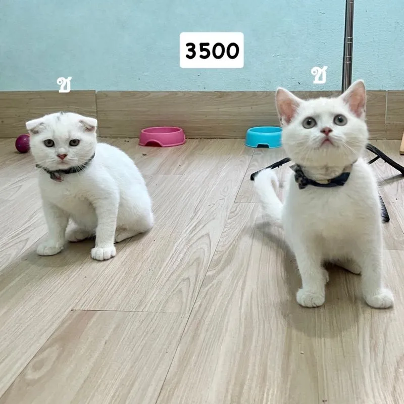 สก็อตติสโฟล