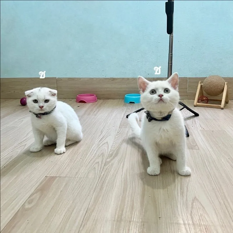 สก็อตติสโฟล
