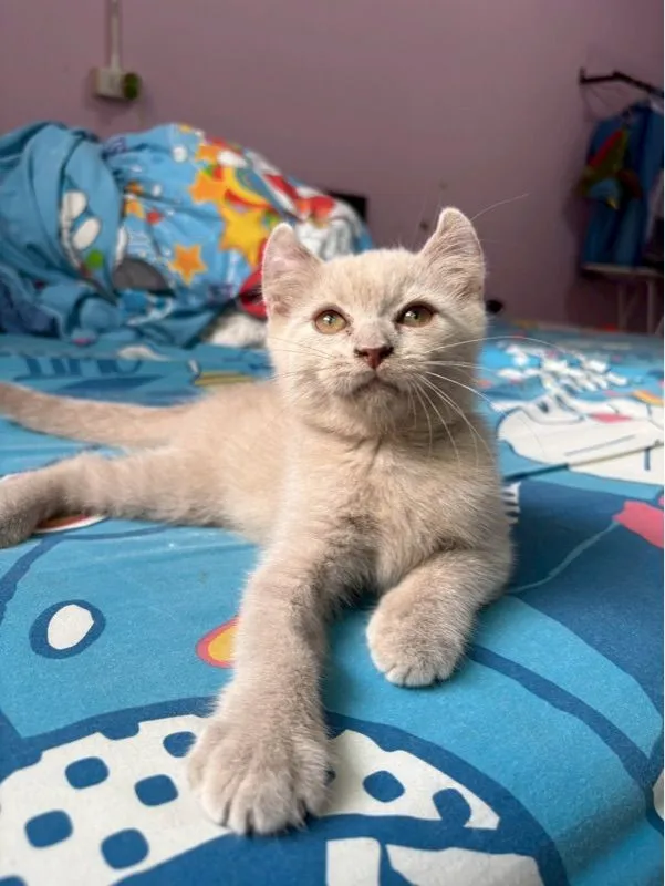 บริติชมัชกิ้น