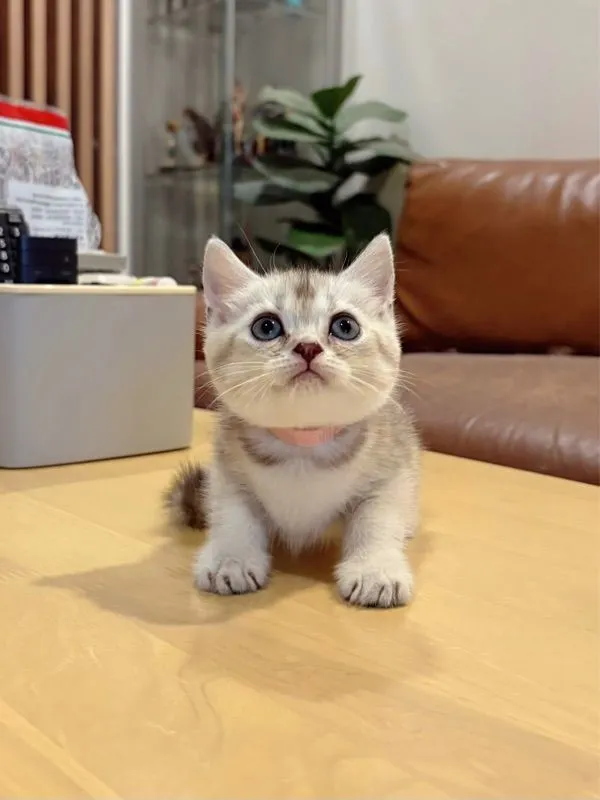 ลูกแมว Scottish Fold