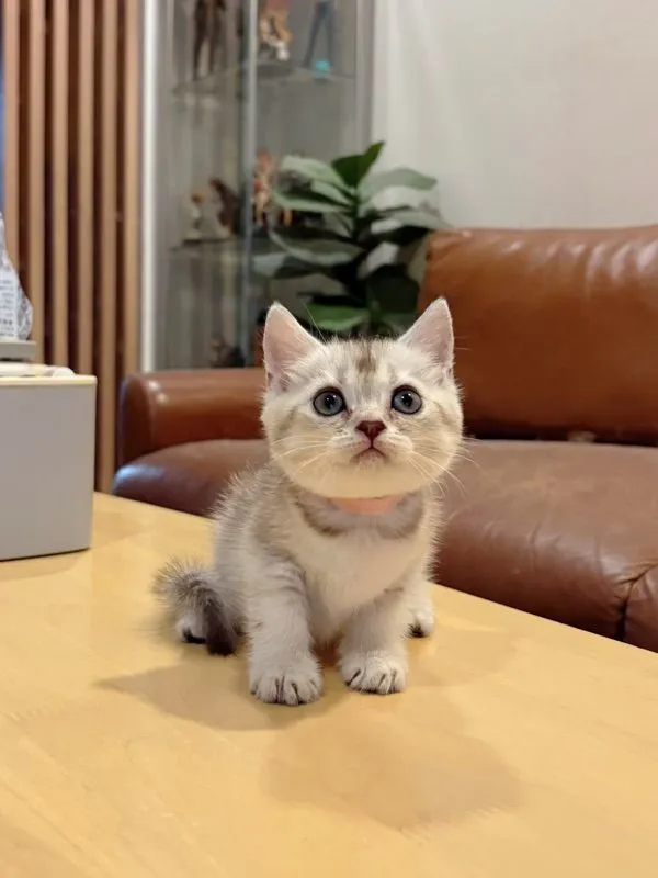 ลูกแมว Scottish Fold