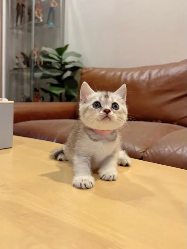 ลูกแมว Scottish Fold