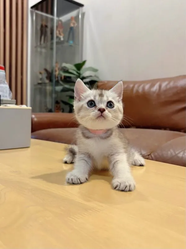 ลูกแมว Scottish Fold