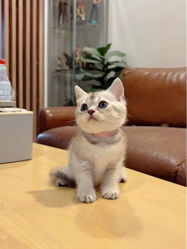 ลูกแมว Scottish Fold