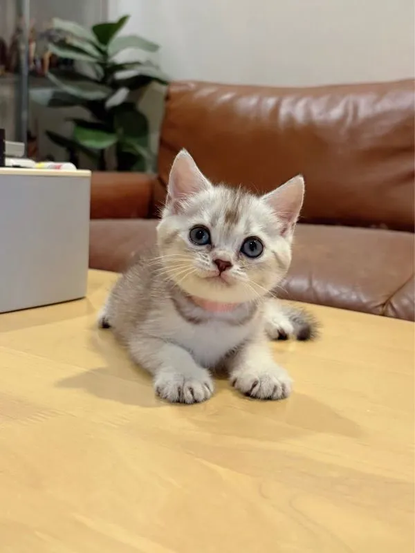 ลูกแมว Scottish Fold