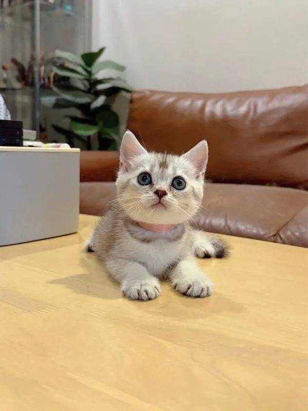 ลูกแมว Scottish Fold